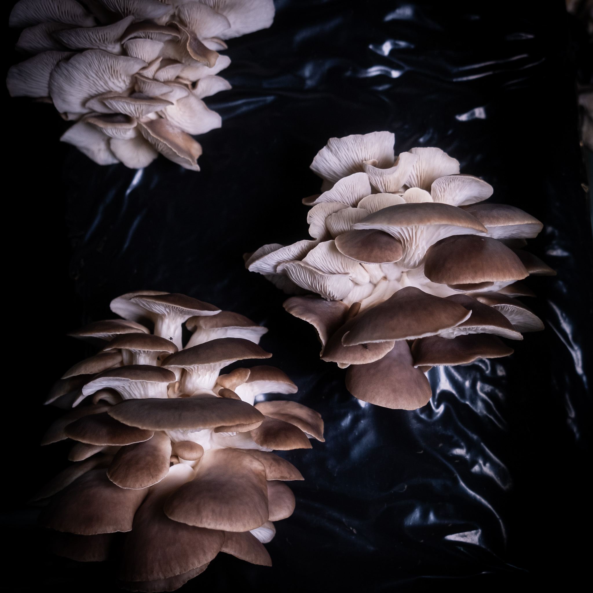 The Little Mushroom Company